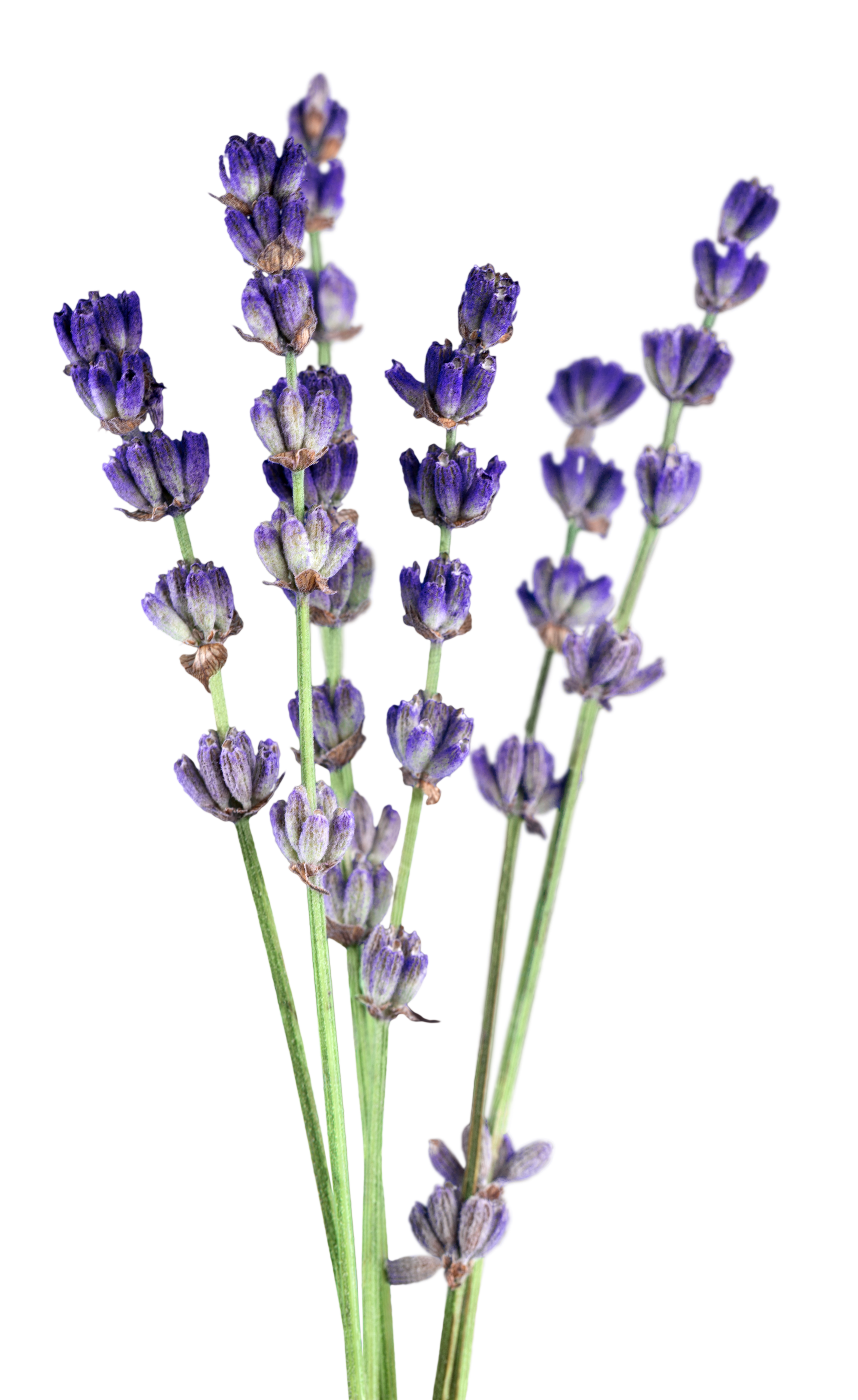 Organic Lavender Essential Oil