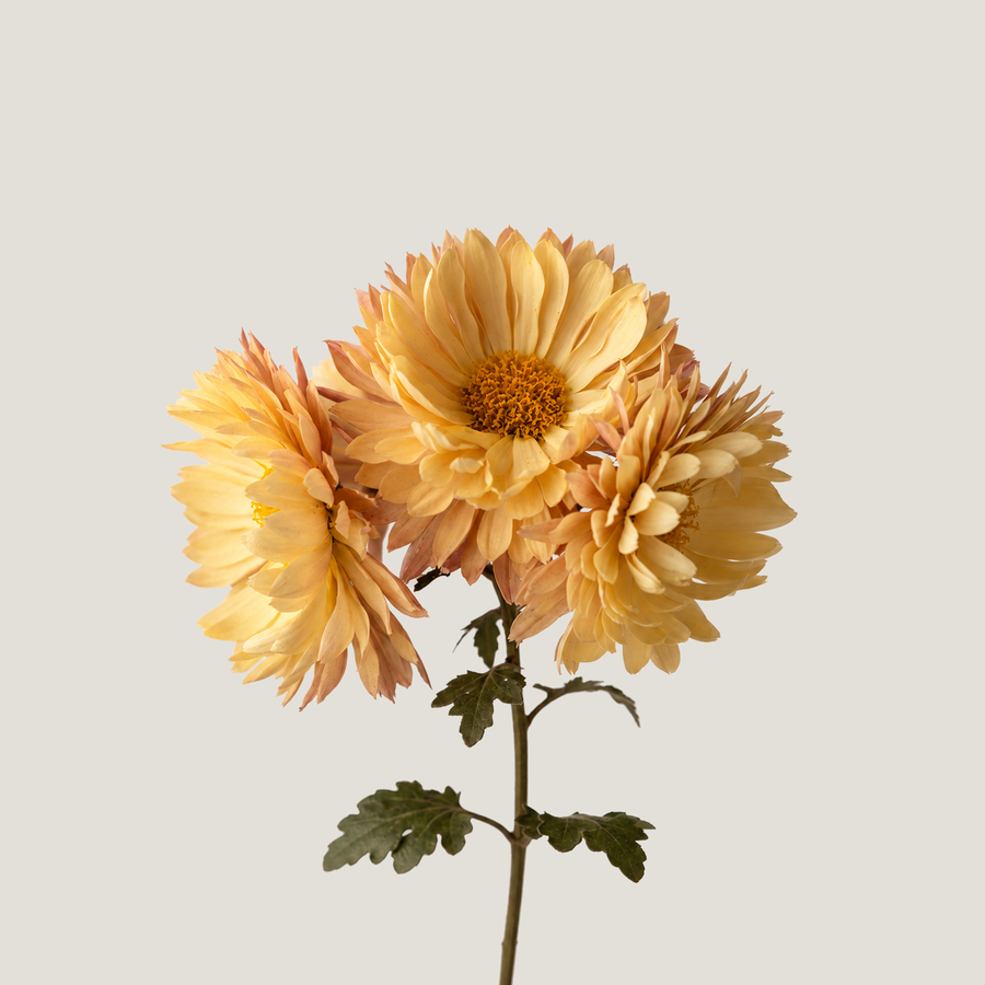 Chrysanthemum