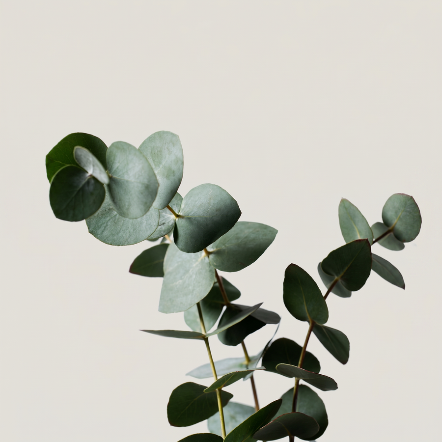 Eucalyptus