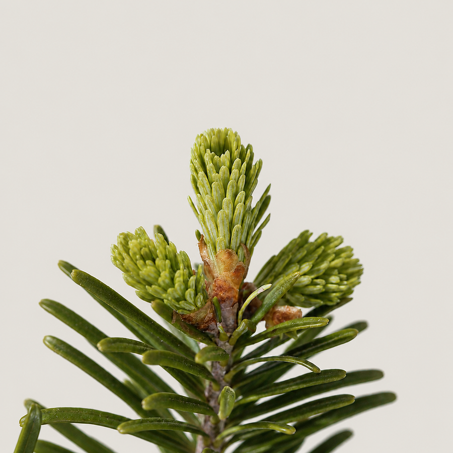 Fir Balsam