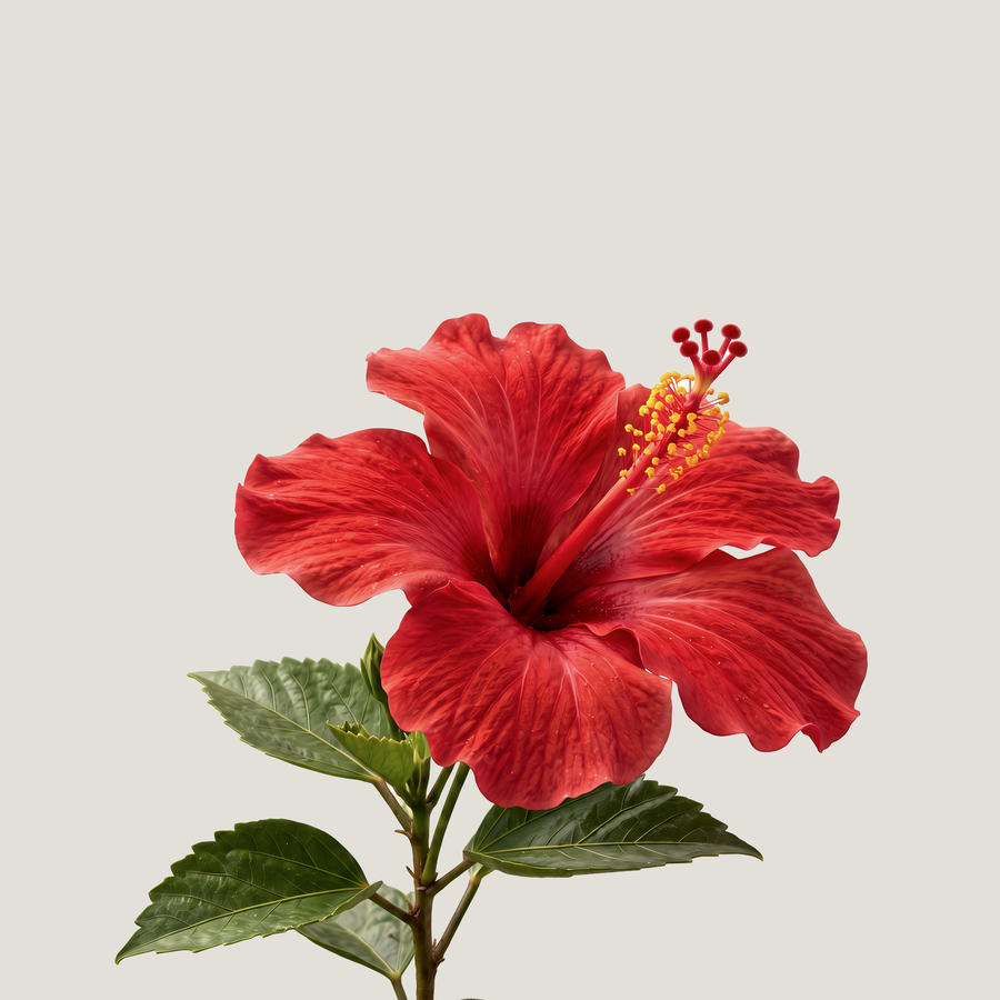 Hibiscus