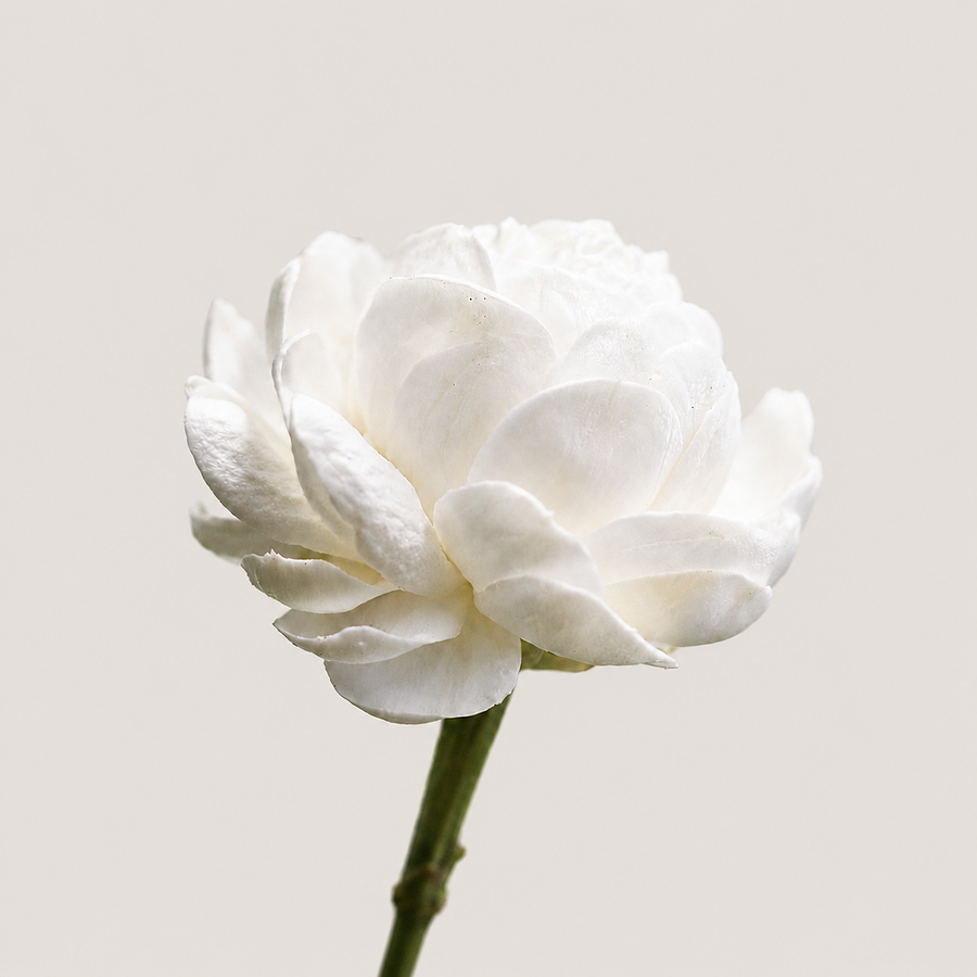 Jasmine