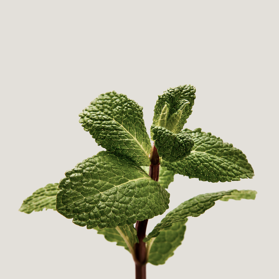 Peppermint