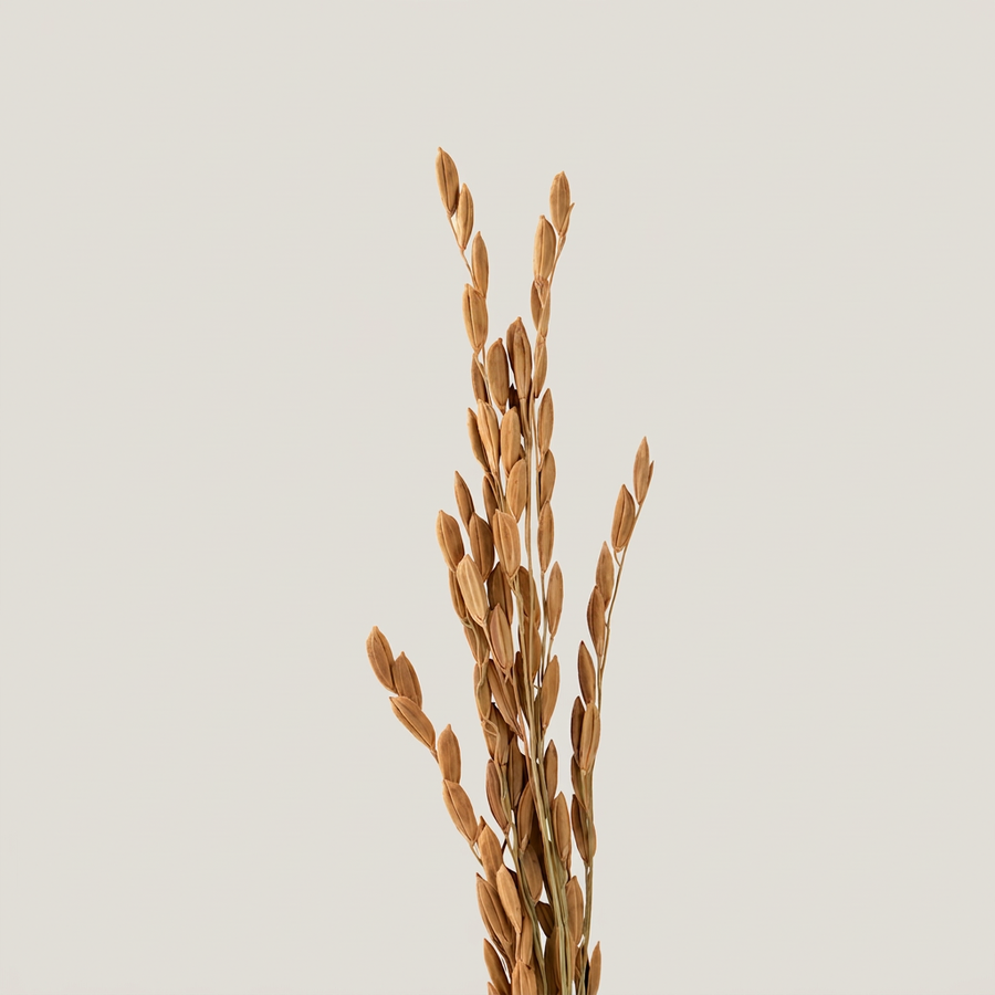 Rice Bran Wax
