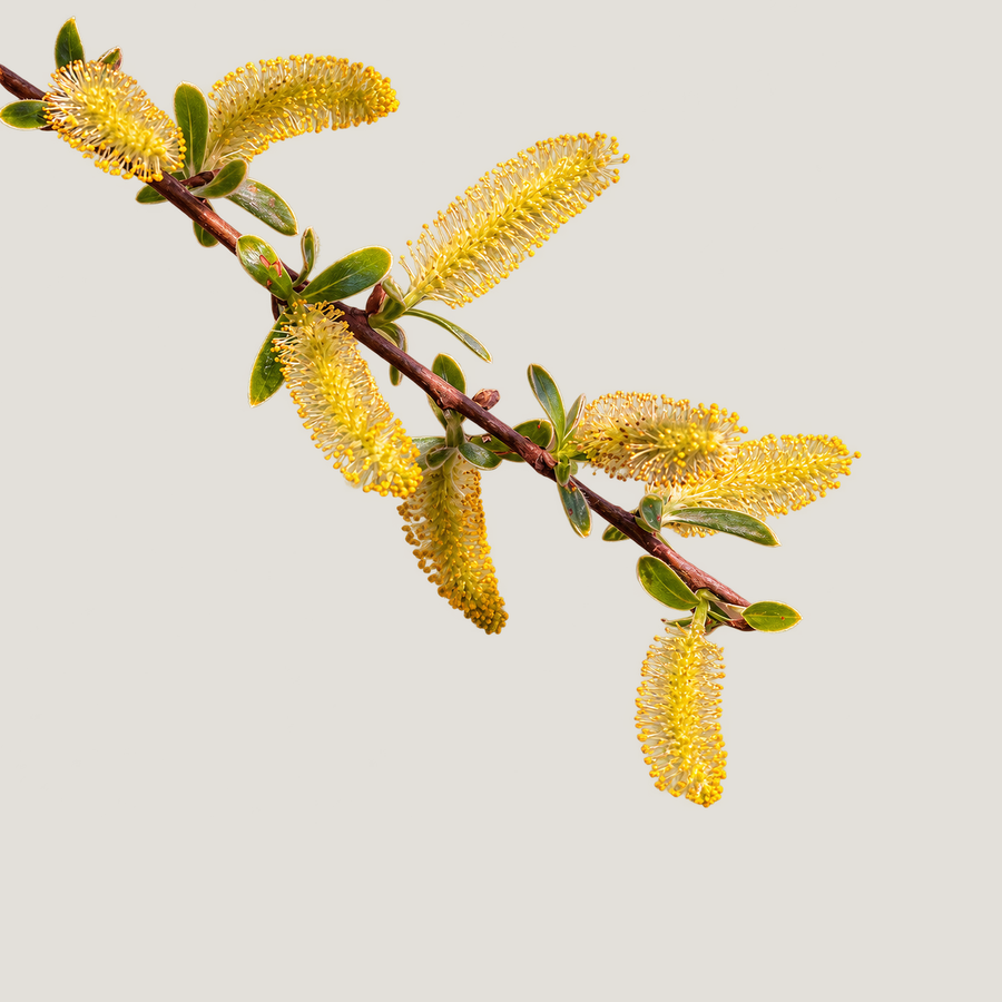 White Willow Bark