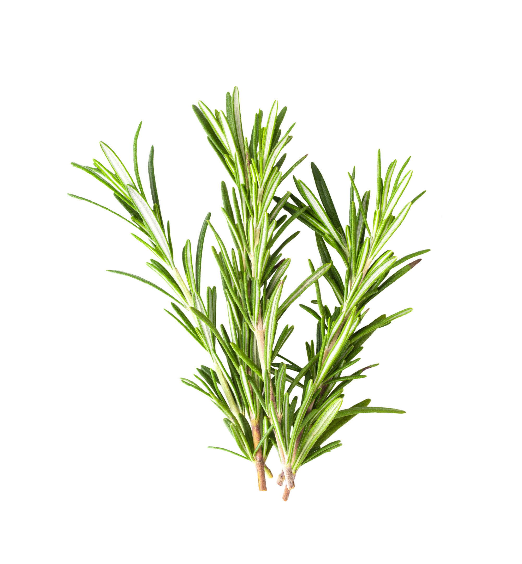 Organic Rosemary Essential Oil